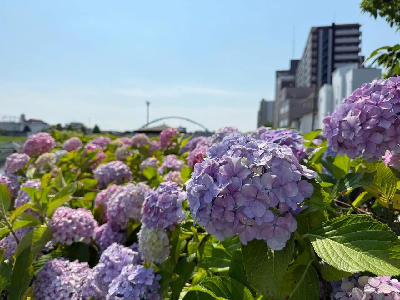 旧中川あじさい祭り2026 6/14(日)開催